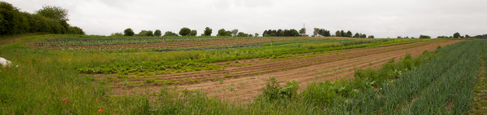 Eschenhof Gemüsebau