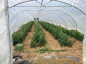 Solawi Folientunnel in Lübnitz