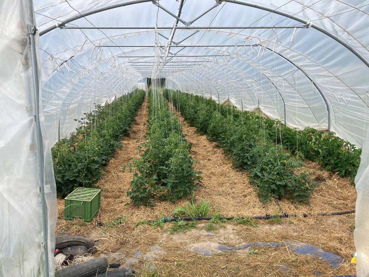 Solawi Folientunnel in Lübnitz